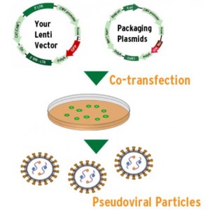 Lentivirus Transduction Enhancer I (1 ml)